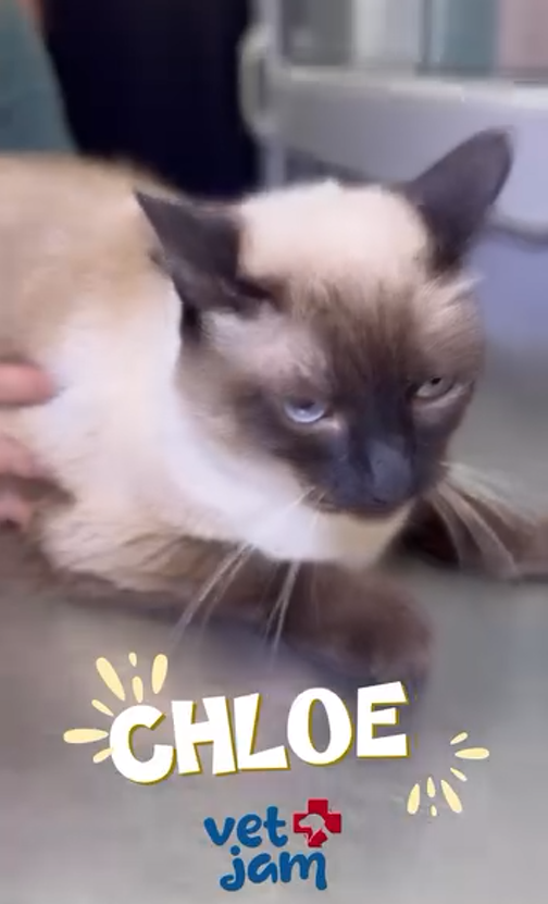 VetJam – Tres gatitos en consulta felina con desparasitación