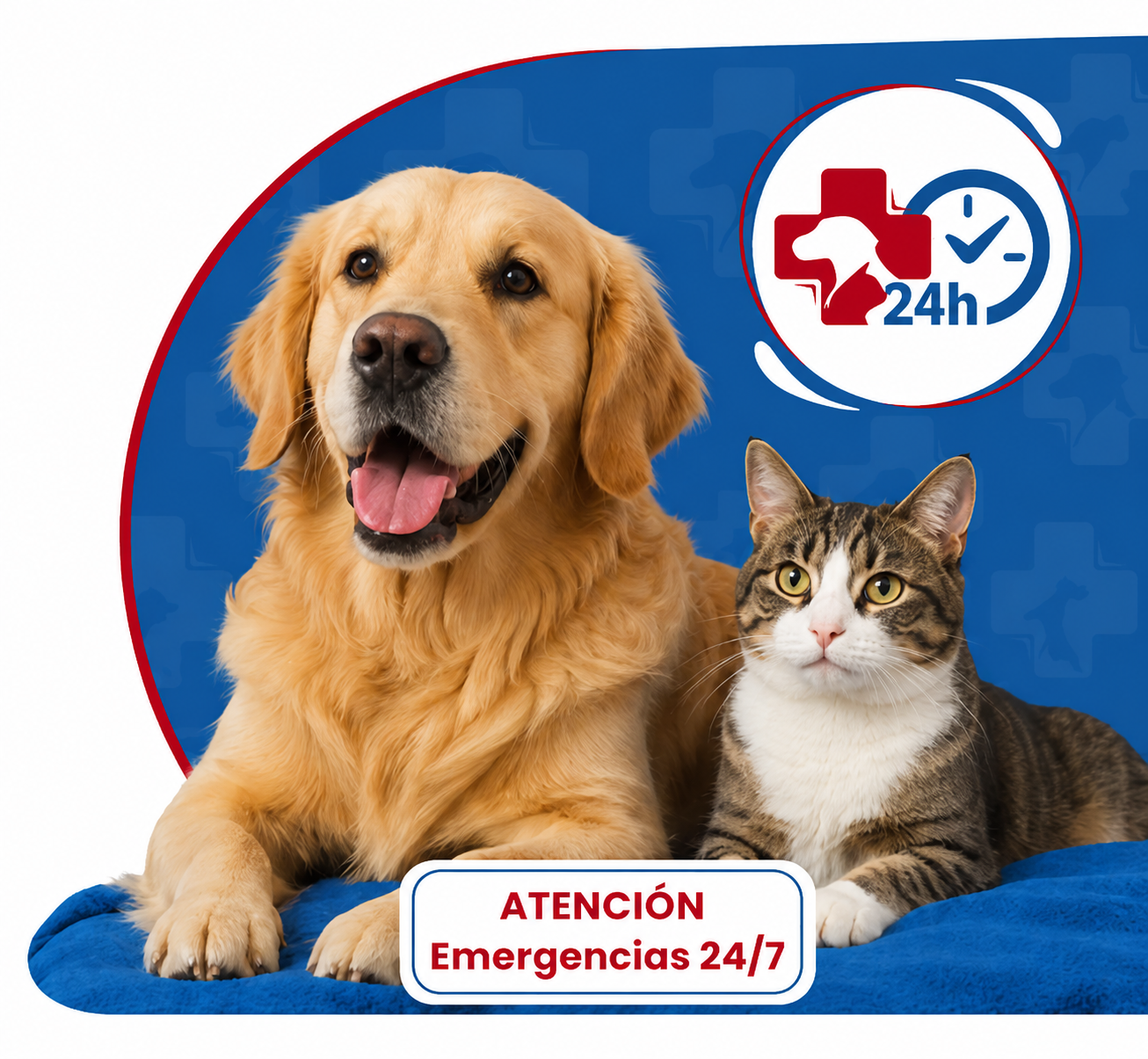 Perro y gato